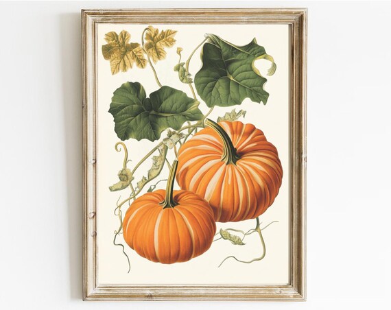 Striped Pumpkins Botanical Vines Vintage Autumn Art Illustration Poster