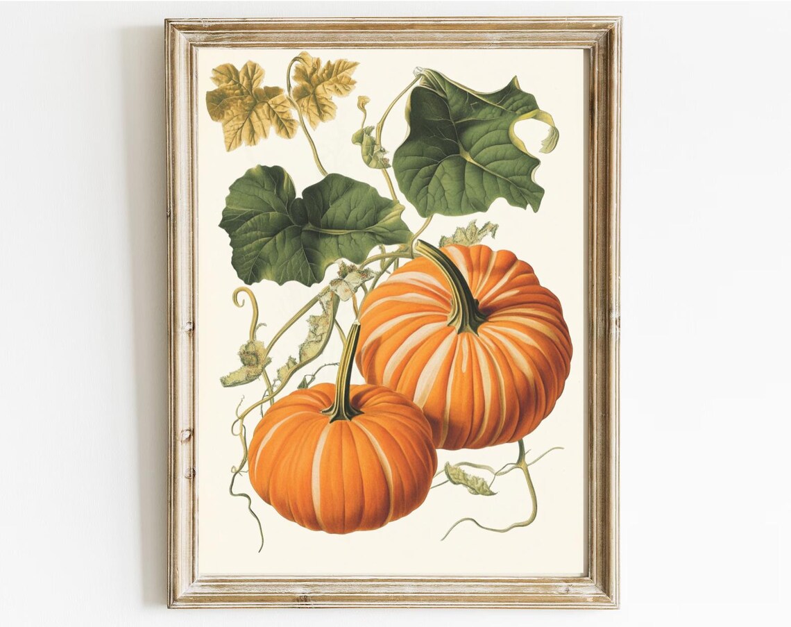 Striped Pumpkins Botanical Vines Vintage Autumn Art Illustration Poster