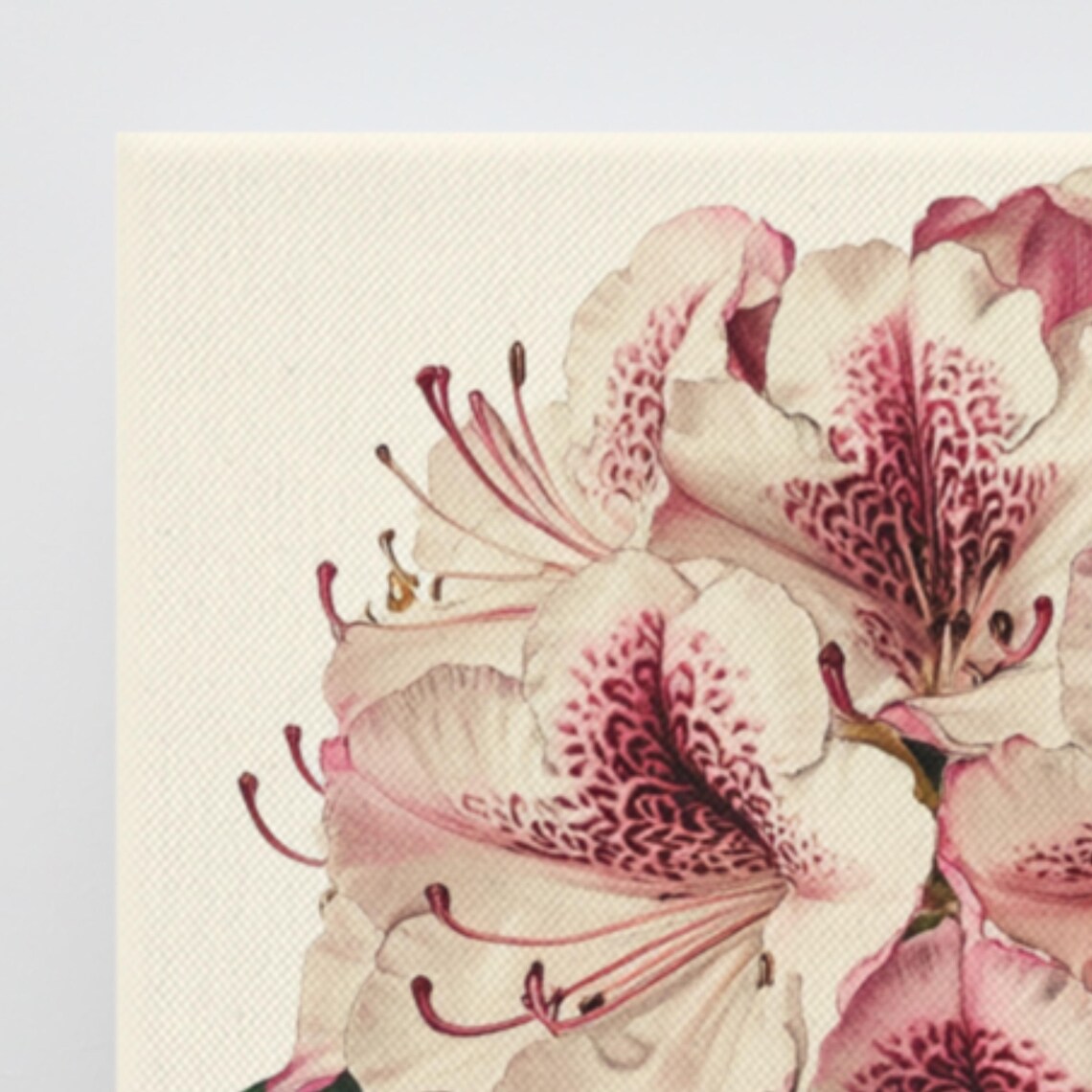Pink Rhododendron Blossoms Vintage Botanical Painting Print Poster - Image 3