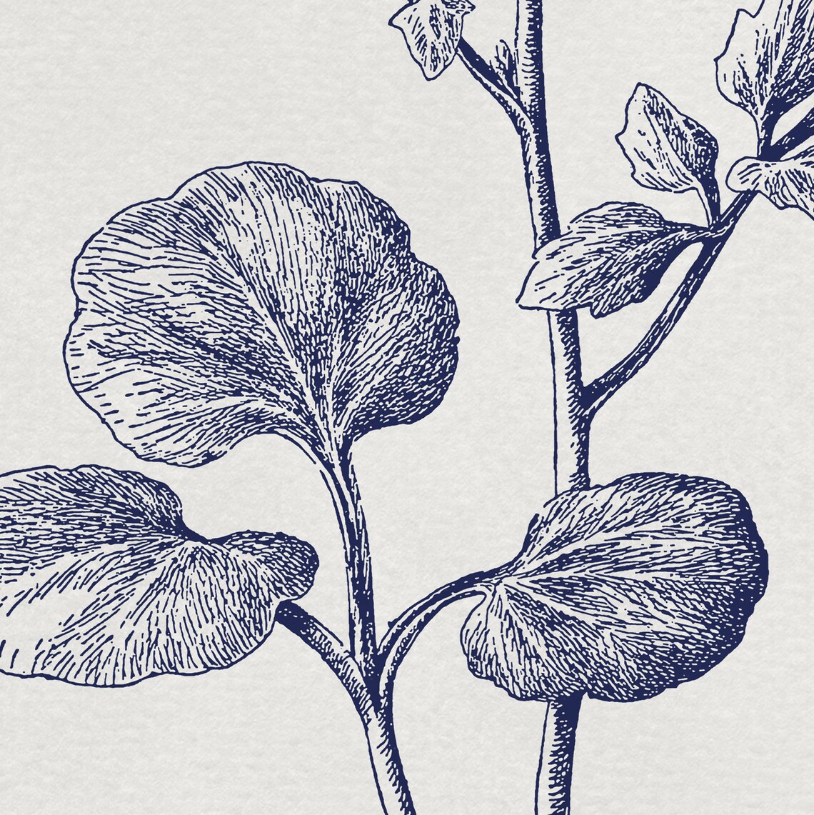 Vintage Botanical Line Drawing Navy Flowering Plant Study Poster - Image 3