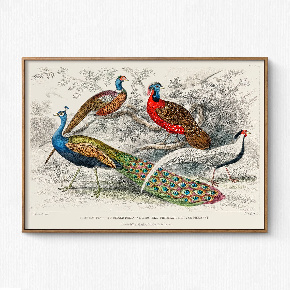 Vintage Peacock Pheasant Bird Engraving Natural History Art Poster