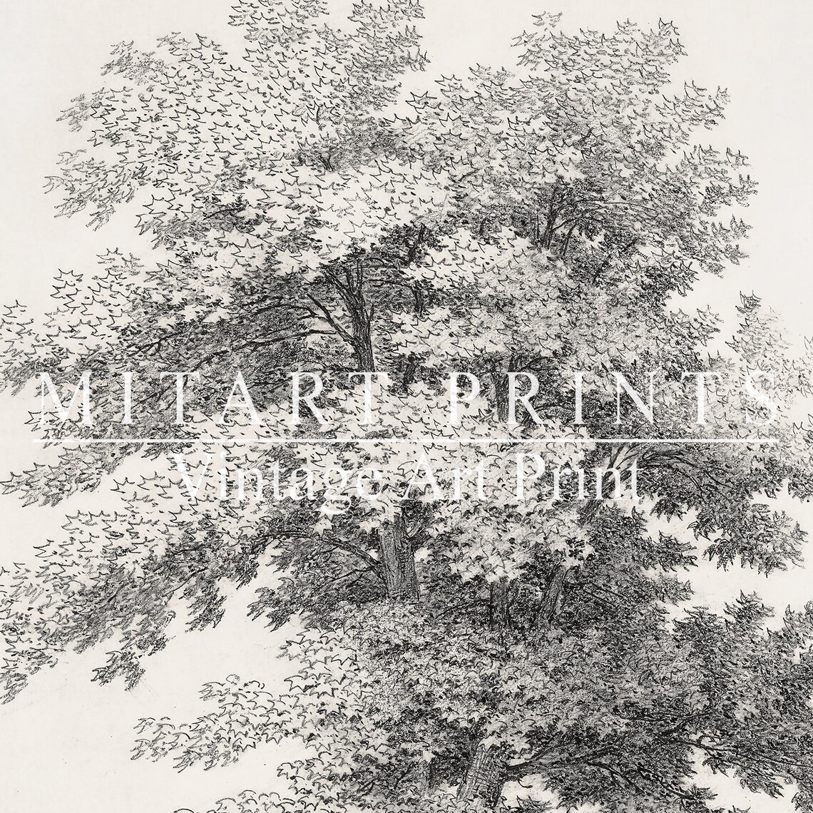 Vintage Tree Sketch Print, Neutral Farmhouse Decor - Image 2