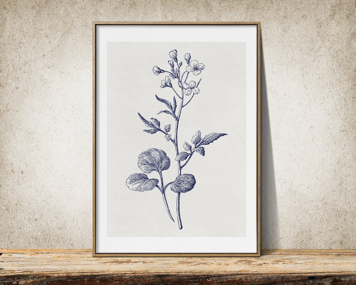 Vintage Botanical Line Drawing Navy Flowering Plant Study Poster - Image 2