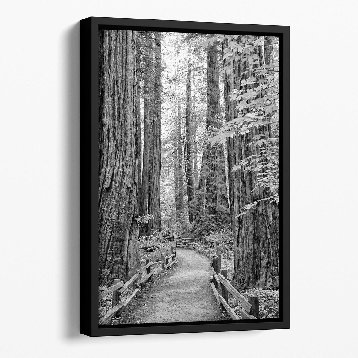 Redwood Pathway Black and White Art Print, California - Image 3