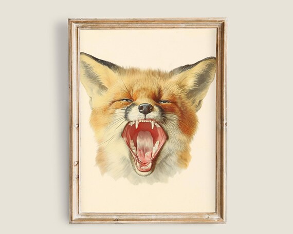 Yawning Red Fox With Open Mouth Vintage Wildlife Animal Art Print