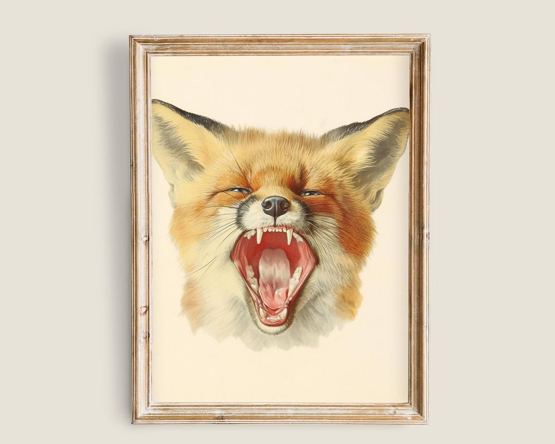 Yawning Red Fox With Open Mouth Vintage Wildlife Animal Art Print