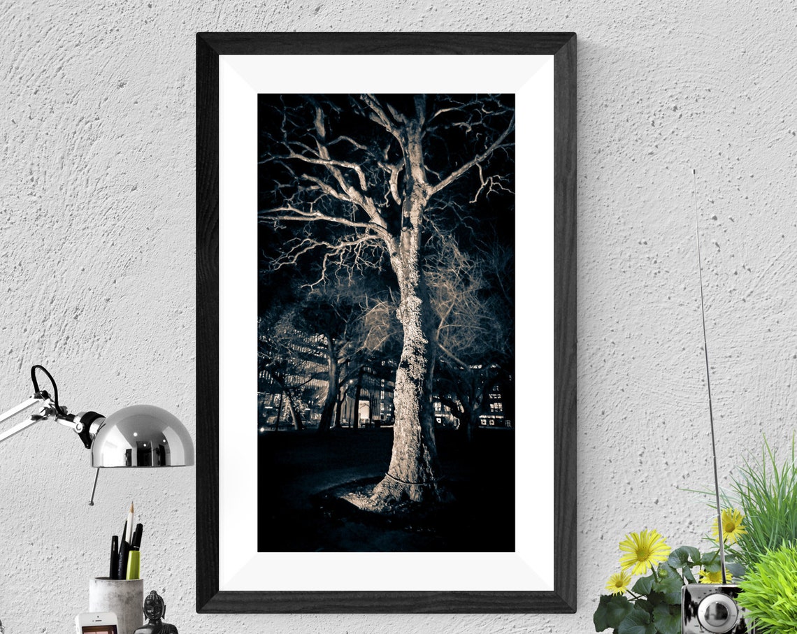 Bare Tree Lit By Spotlight Dramatic Night Nature Photography Poster