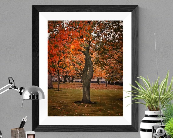 Amber Autumn Tree Twisted Branches Fall Park Nature Photo Poster