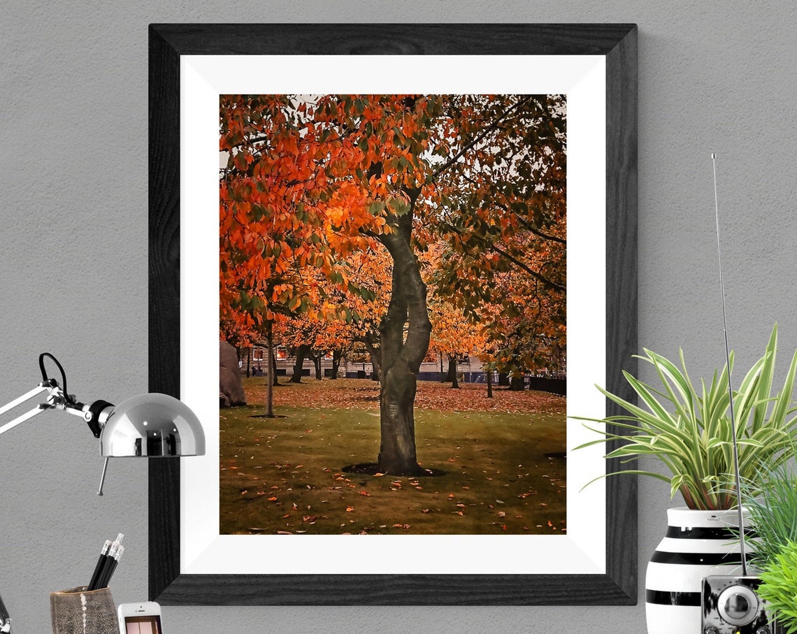 Amber Autumn Tree Twisted Branches Fall Park Nature Photo Poster