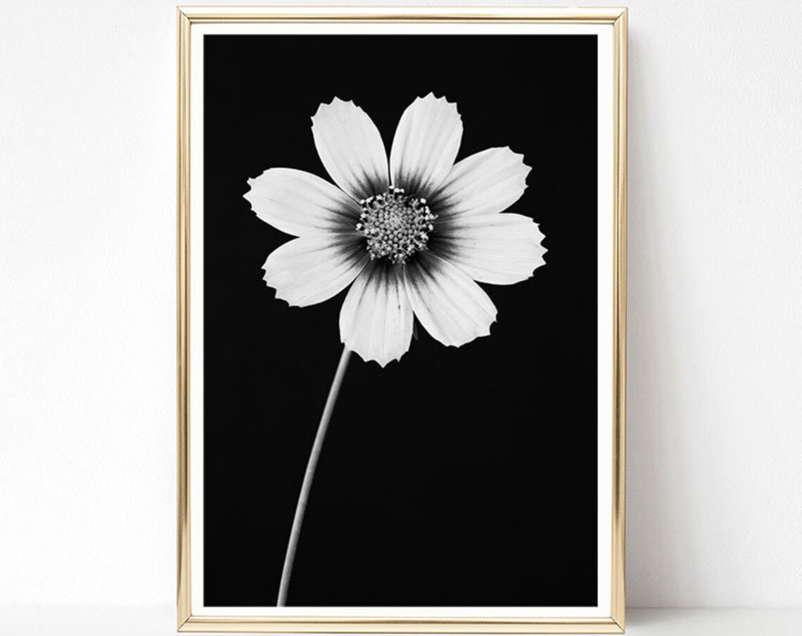 Cosmos Flower, Black And White Botanical Art Print - Image 2