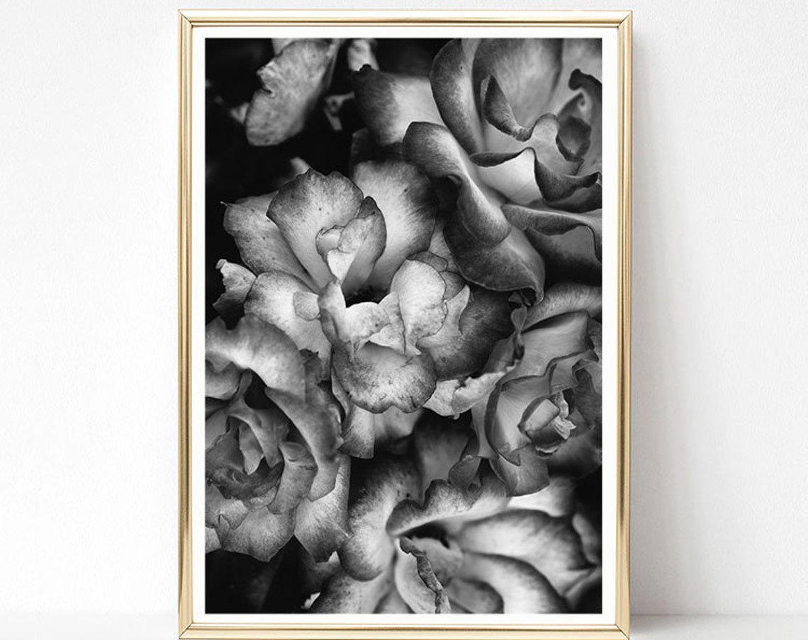 Black And White Rose Bloom Close Up Botanical Photography Print - Image 2