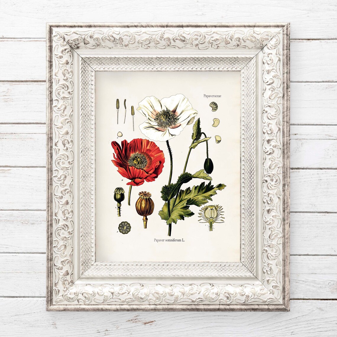 Vintage Red Poppy Lithograph Botanical Art Print - Image 2