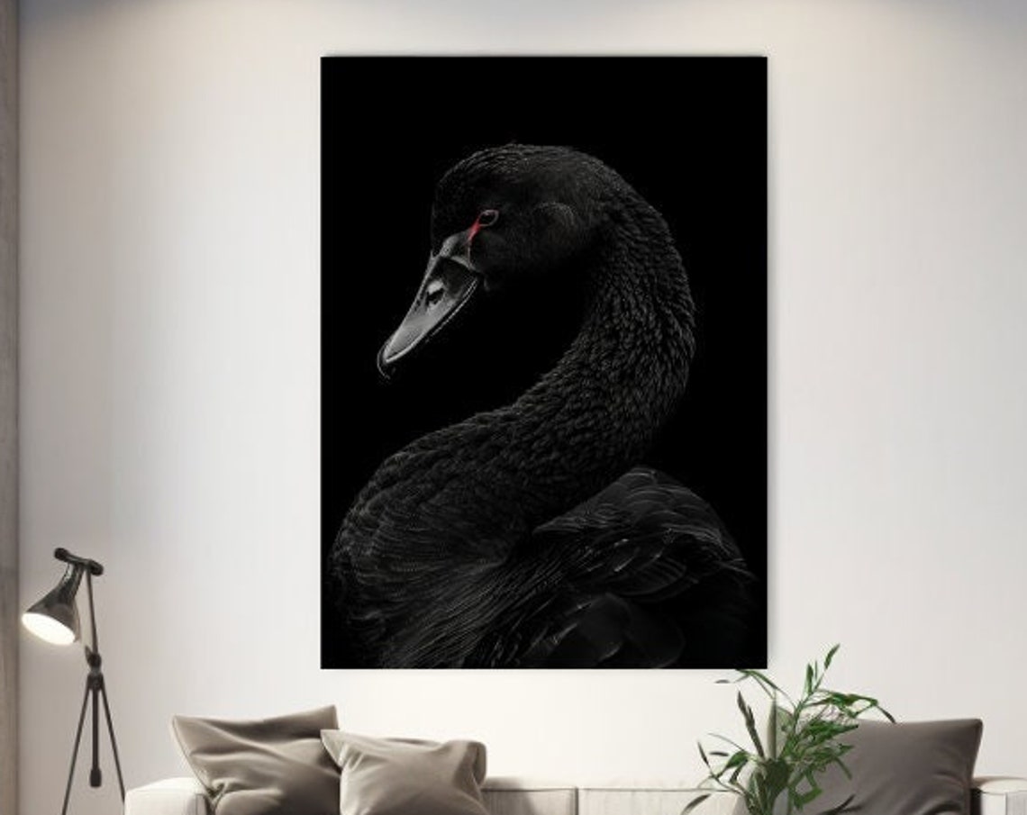 Black Swan Portrait Elegant Wildlife Photography On Black Poster