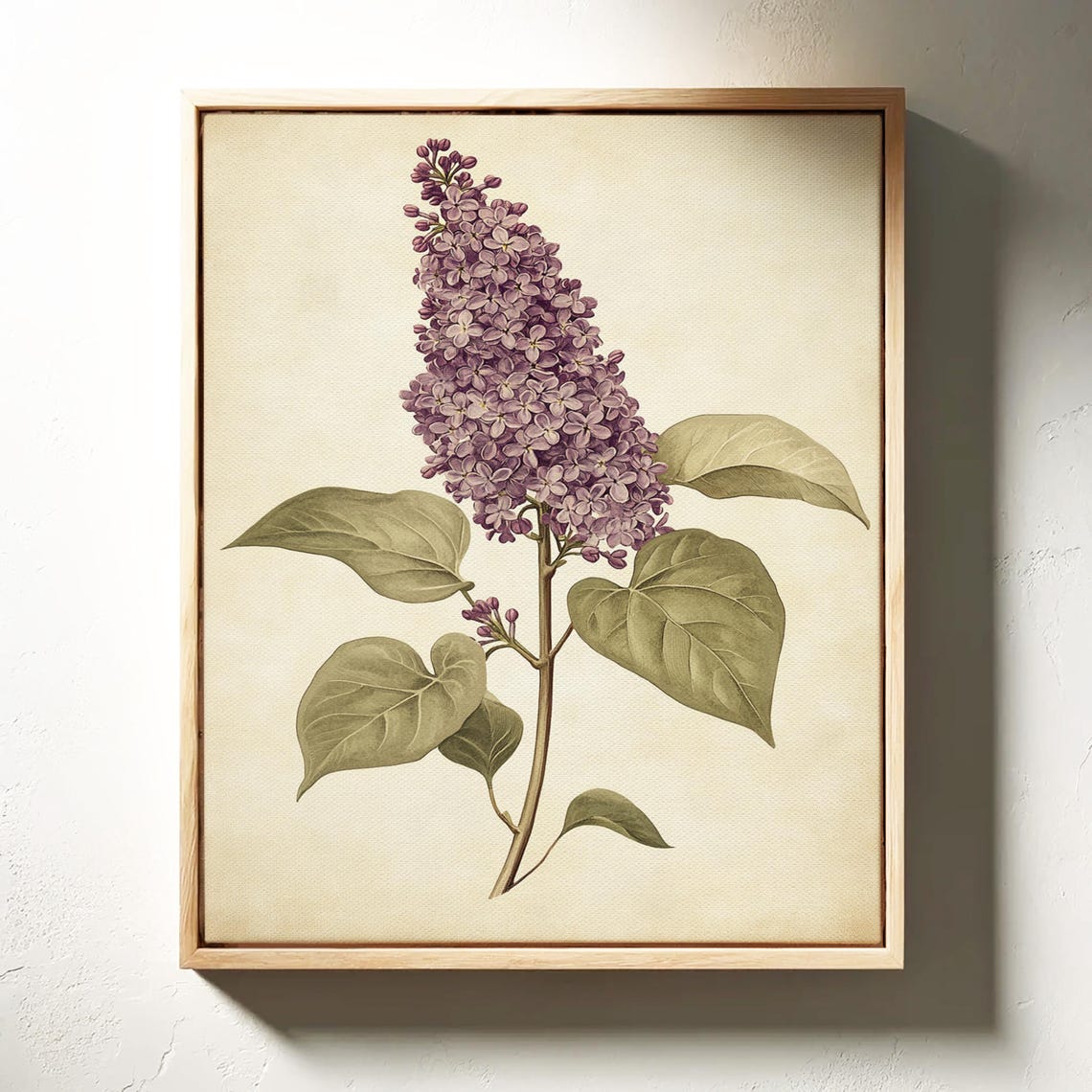 Vintage Lilac Botanical Illustration Antique Floral Study Poster - Image 3