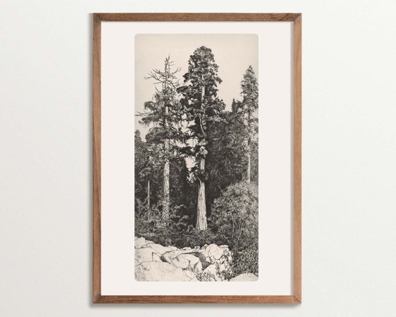Vintage Tree Sketch Art Print, Rustic Cottagecore