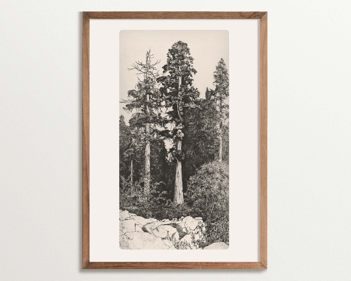 Vintage Tree Sketch Art Print, Rustic Cottagecore