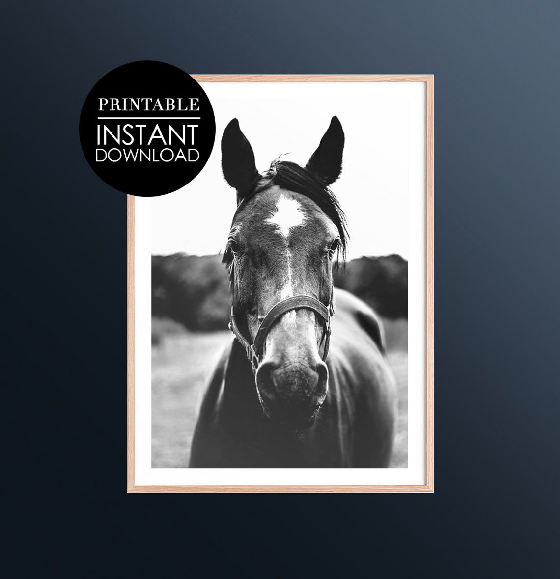 Black and White Horse Portrait Photo Halter Minimalist Poster