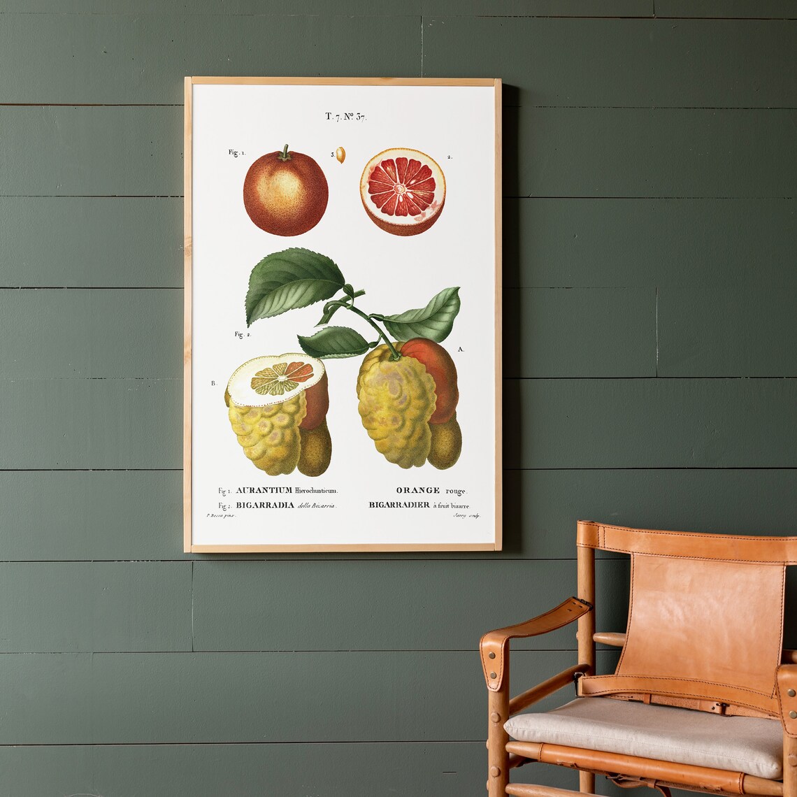 Citrus Botanical Art Print, Kitchen Wall Art - Image 2