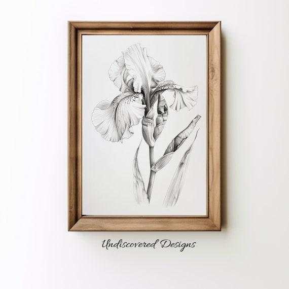 Iris Botanical Sketch Art Printout Wall Prints Print Vintage Pencil Drawing