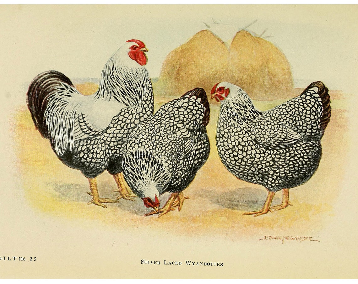 Antique Silver Laced Wyandotte Chickens Vintage Poultry Poster