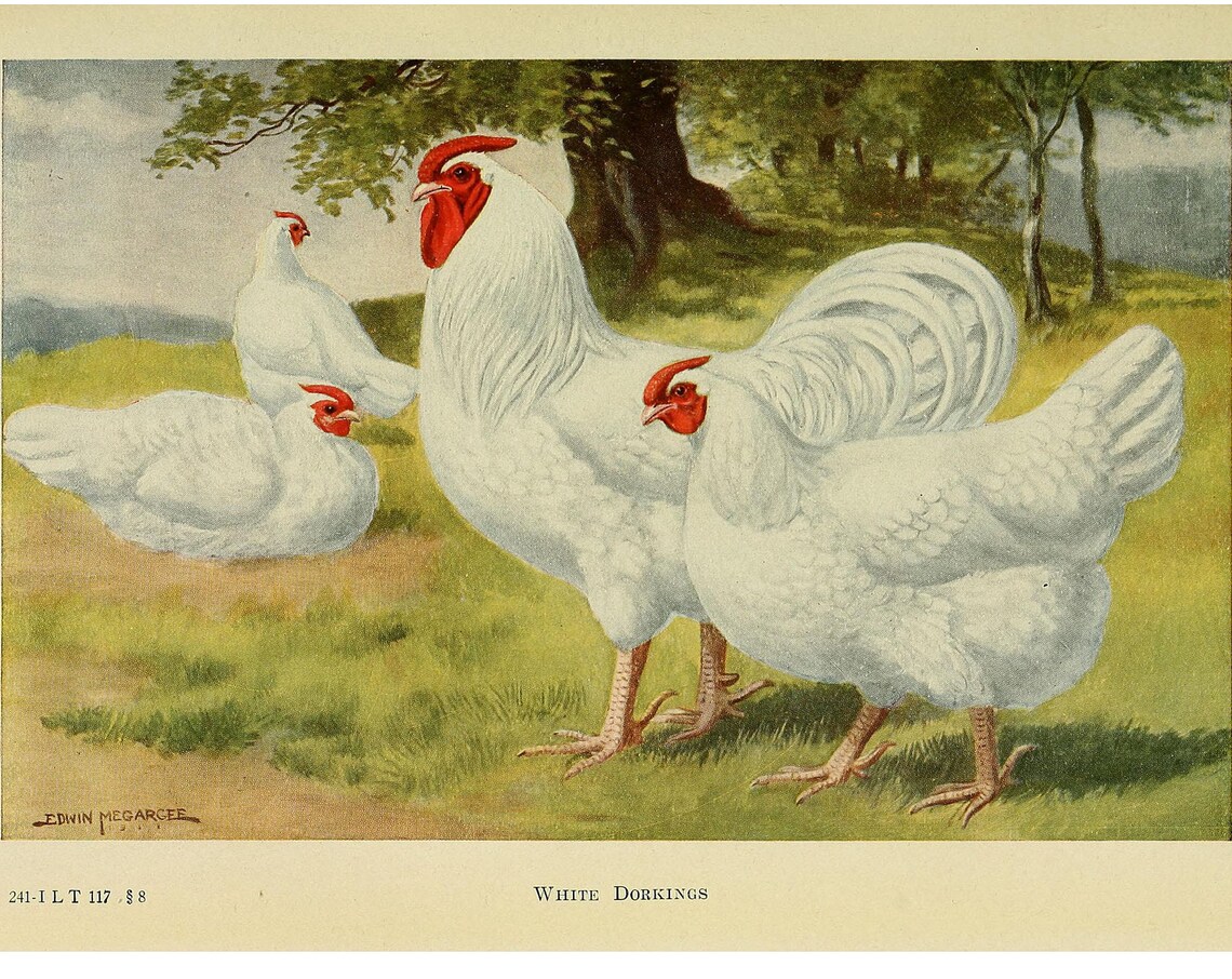 Dorking Chicken Vintage Lithograph Art Print