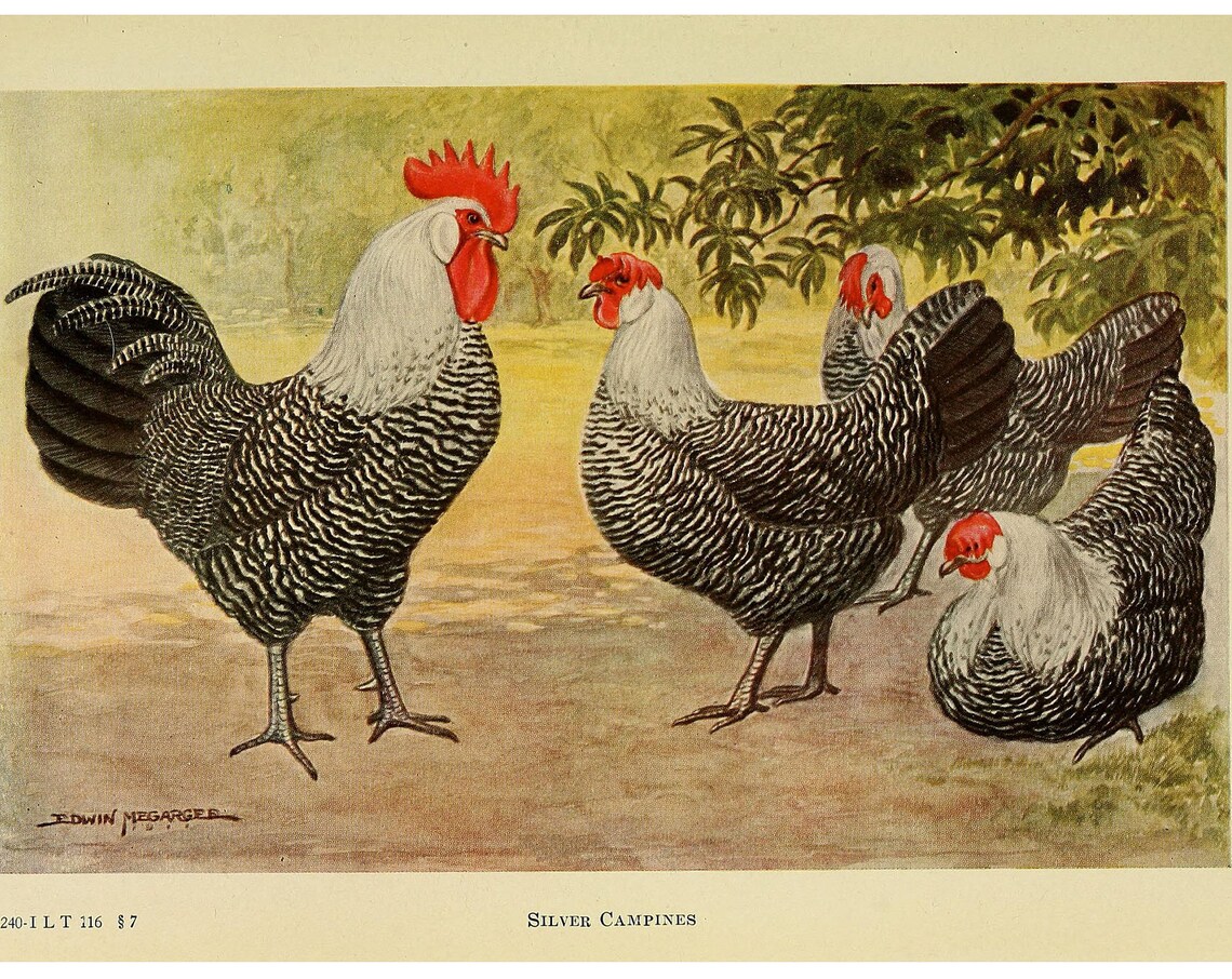 Campine Chicken Vintage Lithograph Art Print