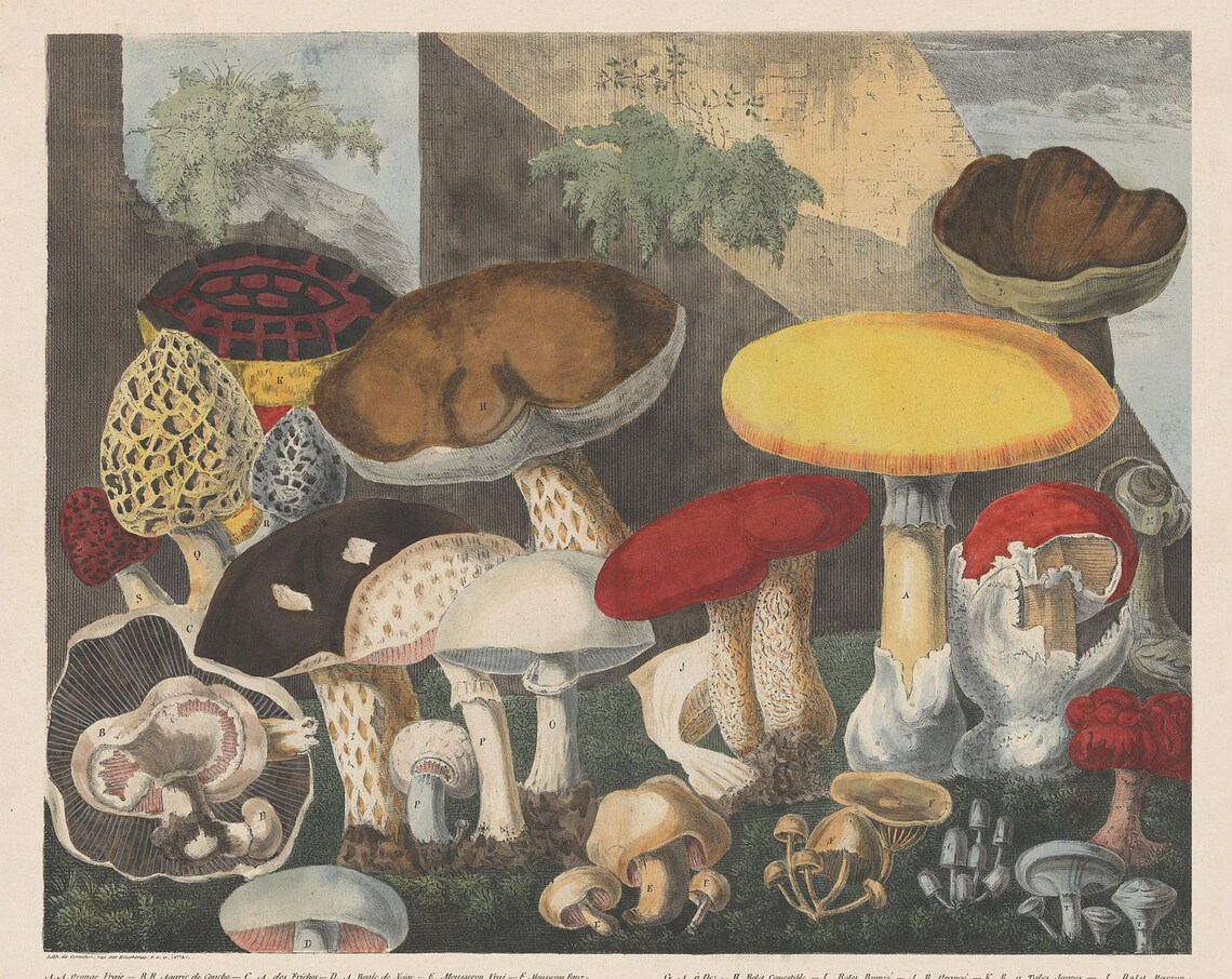 Edible Mushrooms Plate I Antique Botanical Mycology Art Poster