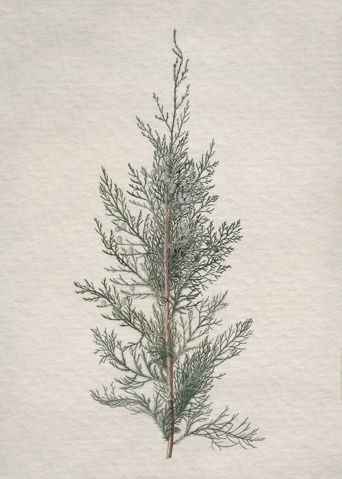 Winter Botanical Art Print, Juniper Tree Branch - Image 3