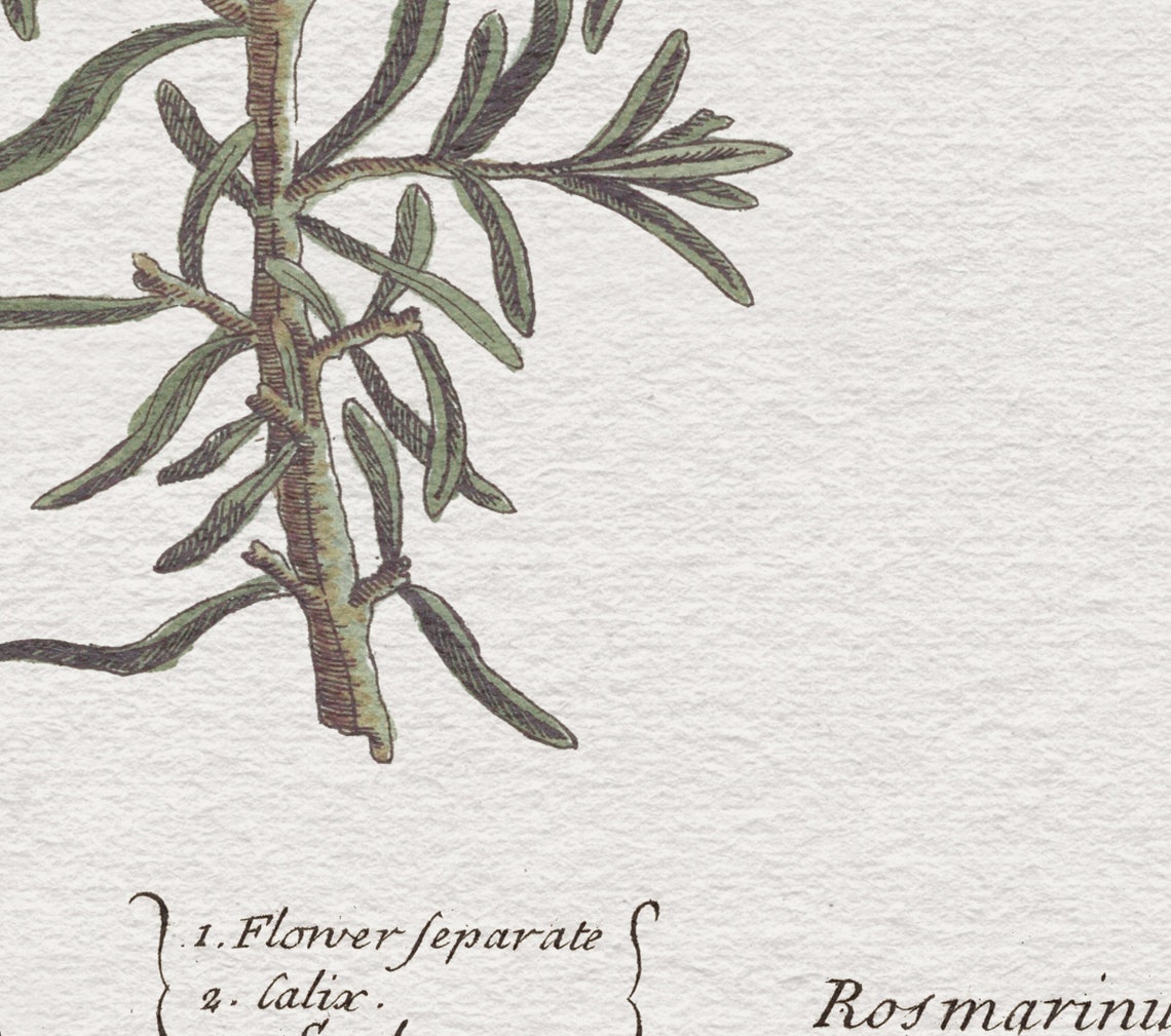 Rosemary Botanical Art Print, Neutral Kitchen Decor - Image 2