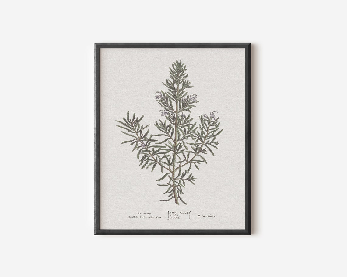 Rosemary Botanical Art Print, Neutral Kitchen Decor - Image 3