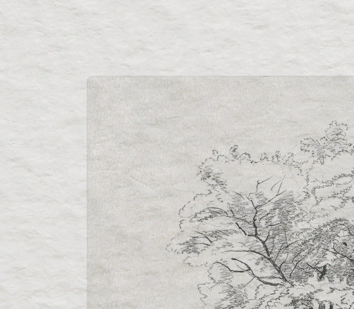 Vintage Tree Study Drawing Antique Tree Sketch 280 - Image 3