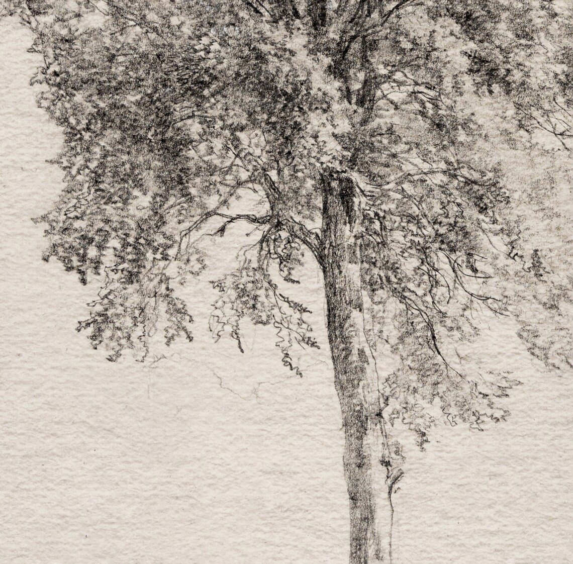 Antique Tree Drawing, Vintage Art Print - Image 3