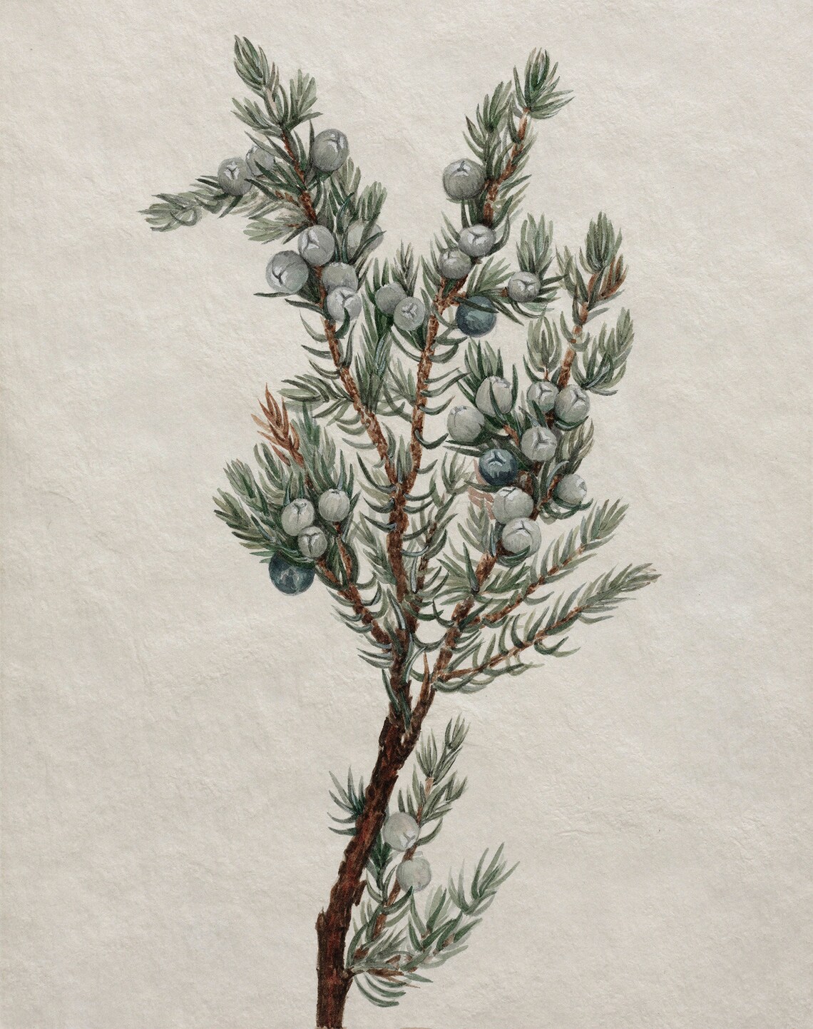 Vintage Botanical Winter Tree Branch Drawing Art Print - Image 4