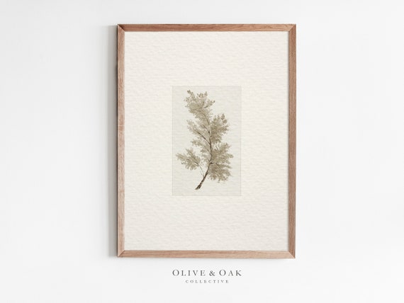 Vintage Tree Branch Drawing, Antique Botanical Art Print