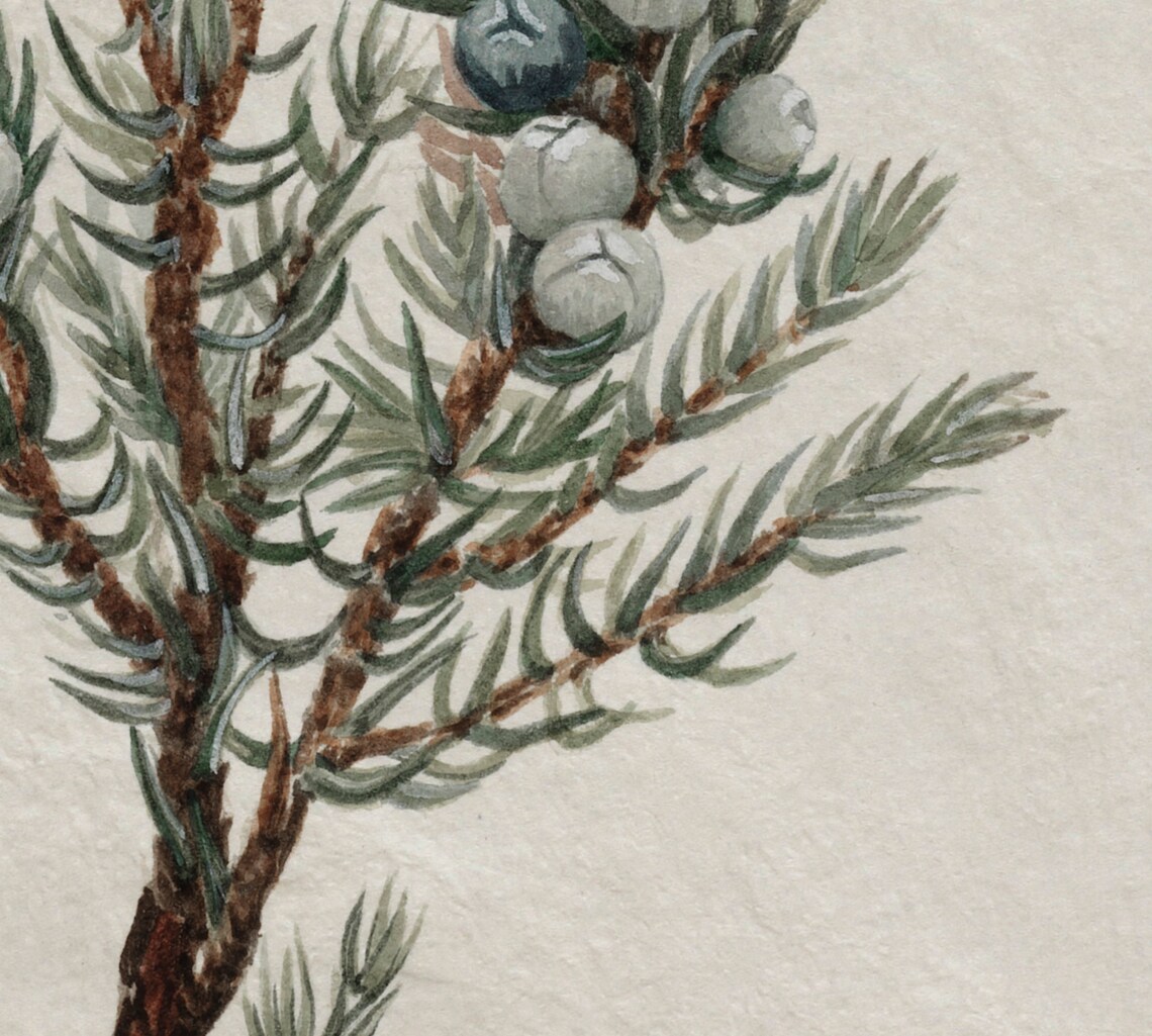 Vintage Botanical Winter Tree Branch Drawing Art Print - Image 2