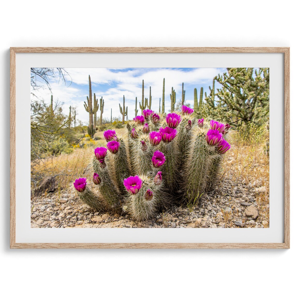 Arizona Desert Photography, Saguaro National Park Art Print