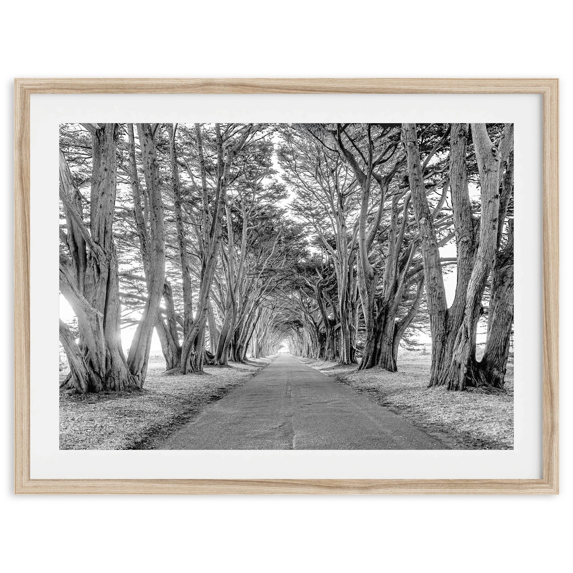 Cypress Tree Tunnel Black And White Road Forest Pathway Travel Poster