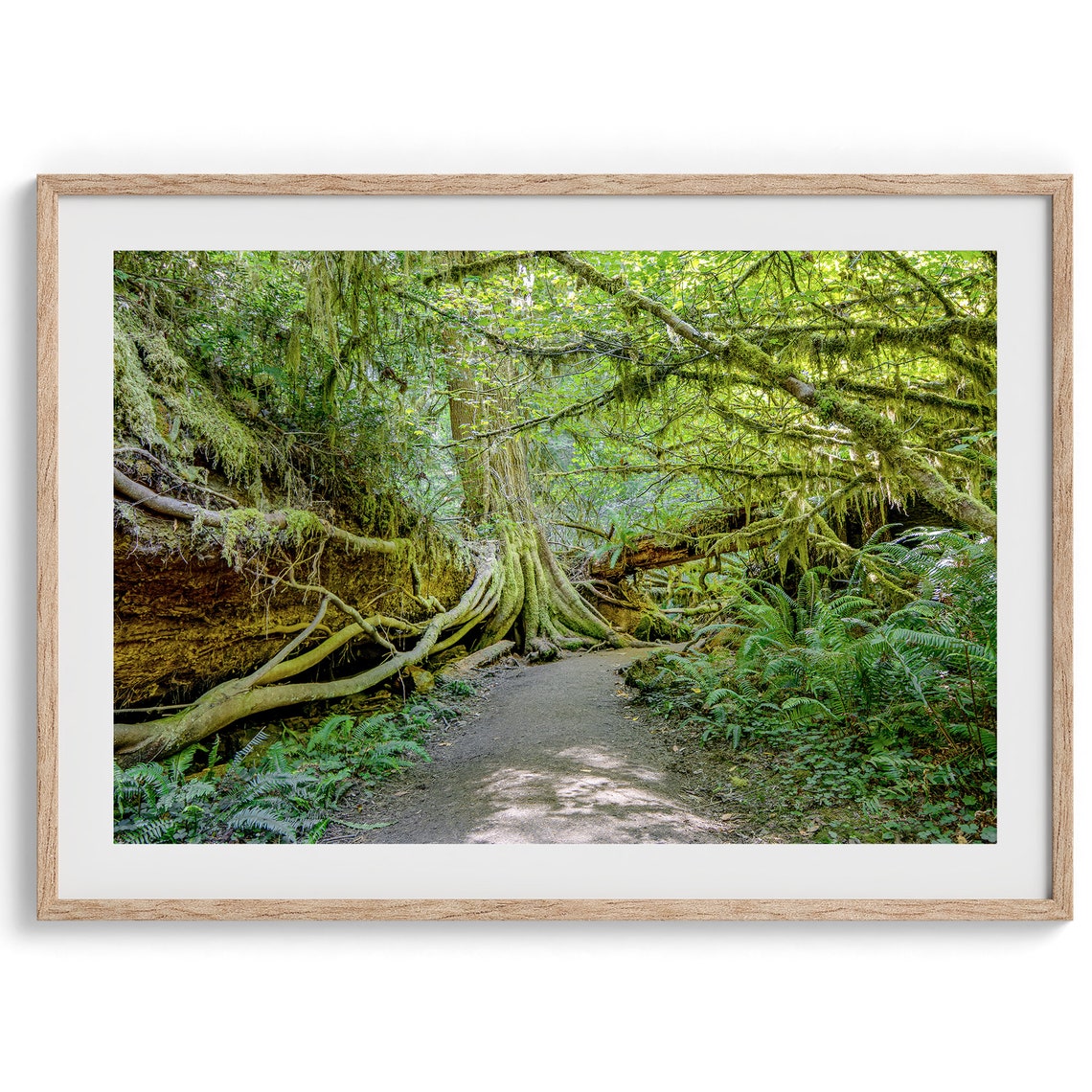 Redwood Forest Moss Covered Fallen Trees Fern Path Nature Walk Poster - Image 2