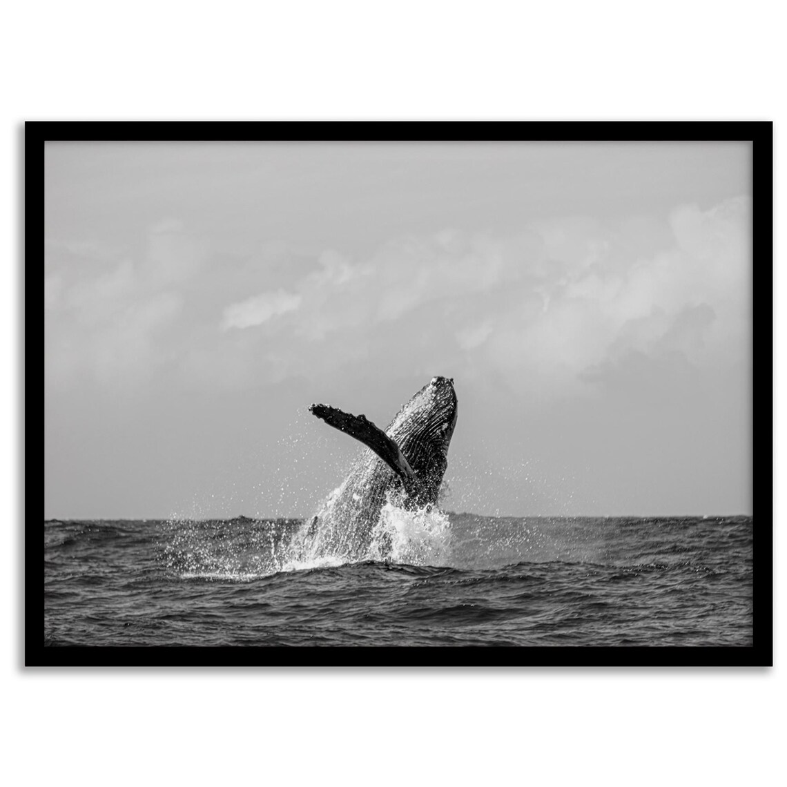 Humpback Whale Fine Art Photography Print - Image 5