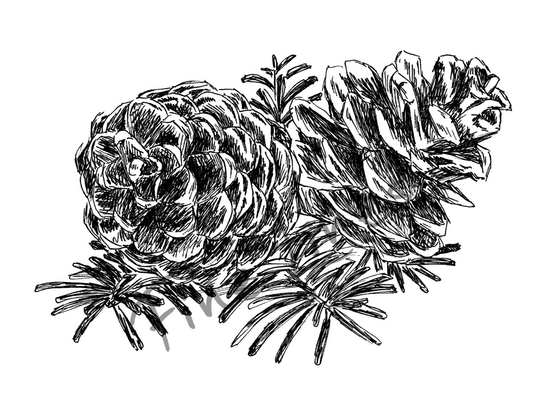 Pine Cones Evergreen Branch Botanical Ink Sketch Nature Wall Art - Image 2