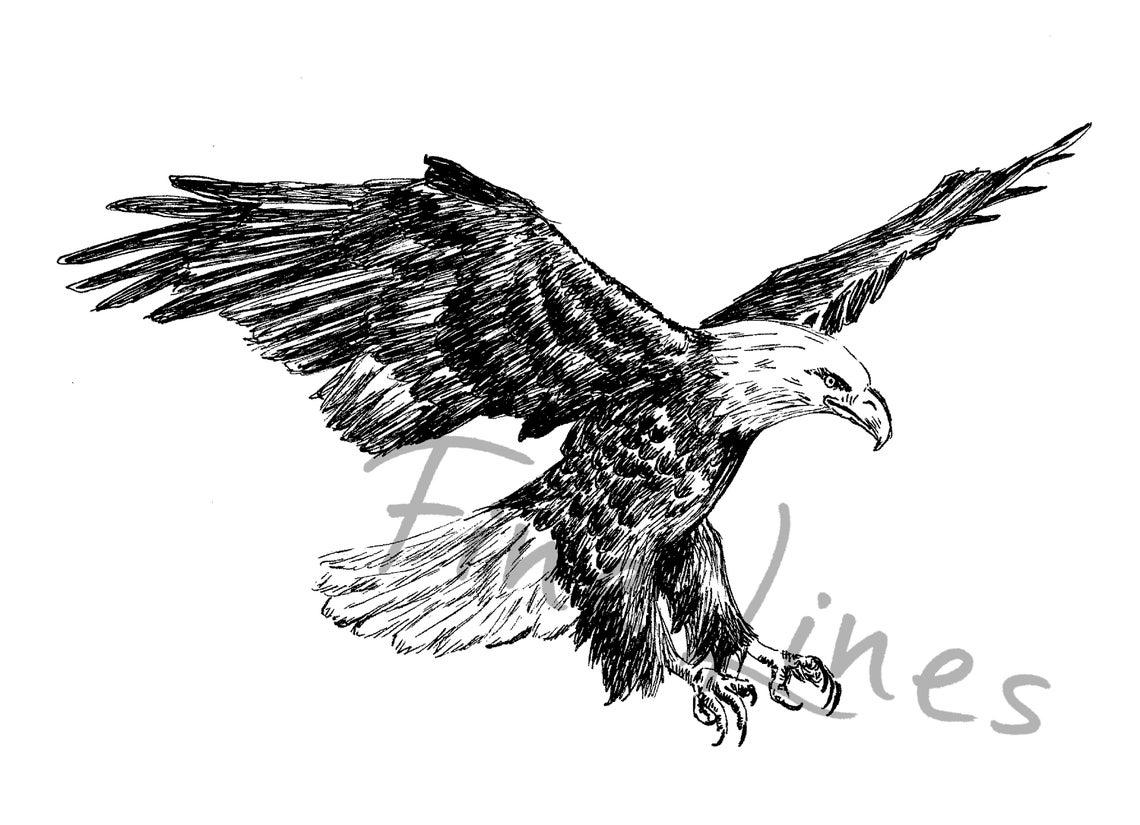 Bald Eagle in Flight Ink Sketch Majestic American Raptor Print - Image 2