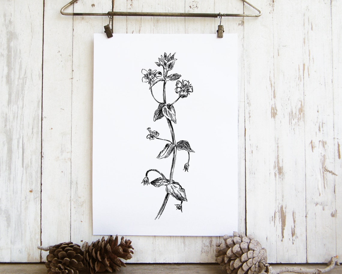 Wildflower Botanical Ink Sketch Delicate Floral Line Art Poster