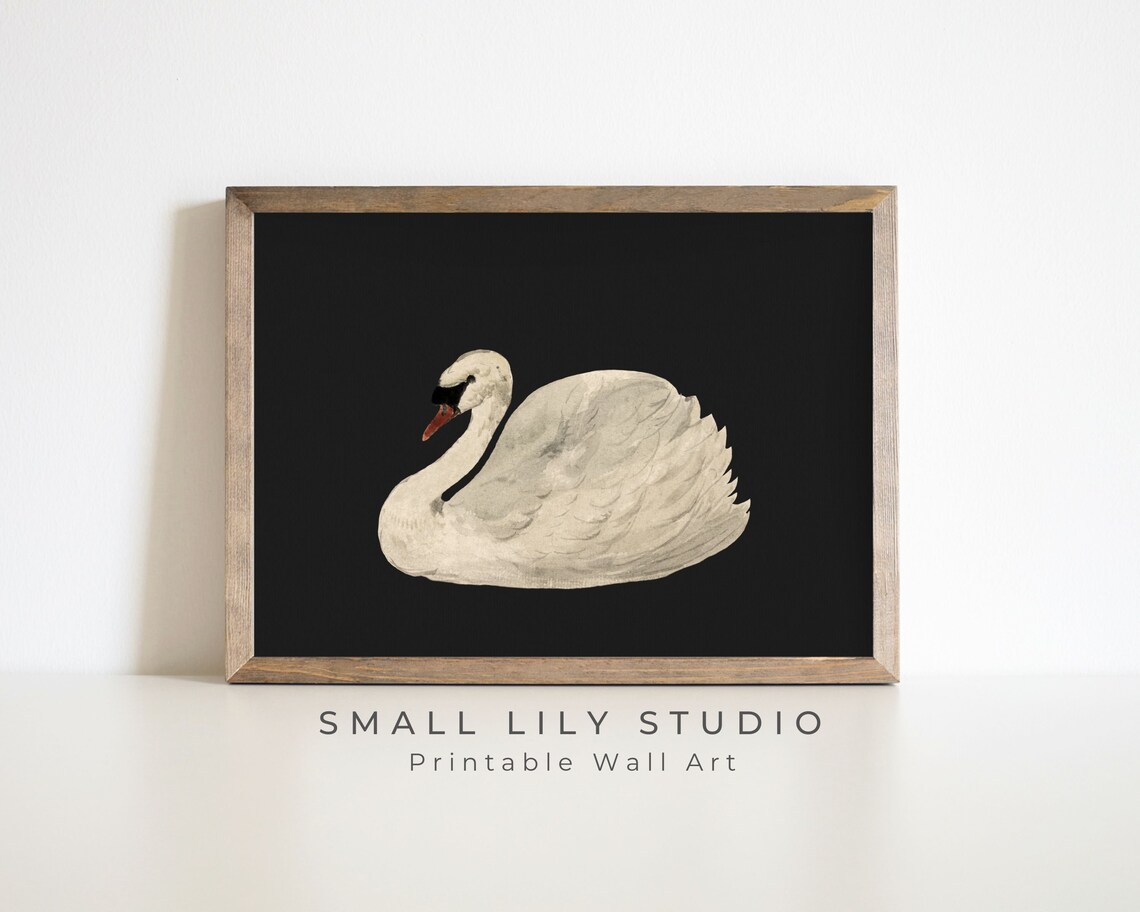 White Swan Black Background Minimalist Vintage Bird Art Print Poster - Image 3