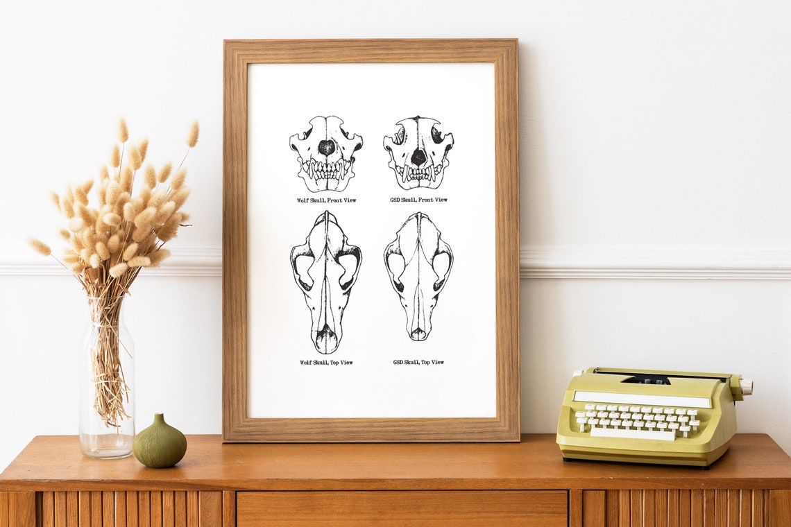Wolf and German Shepherd Skull Anatomy Diagram Scientific Poster - Image 2