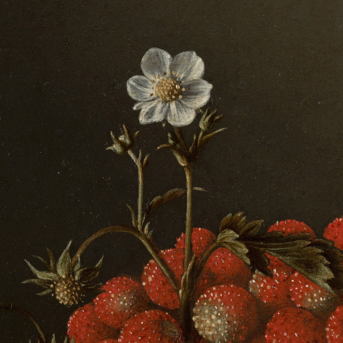 Adriaen Coorte Wild Strawberries 1705 Still Life with Blossom Poster - Image 3