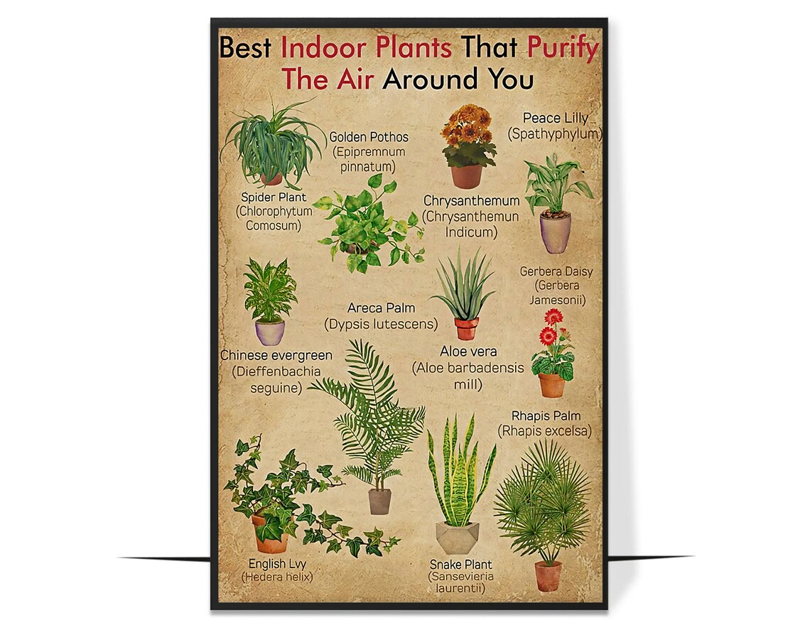 Best Indoor Plants That Purify the Air Botanical Chart Poster