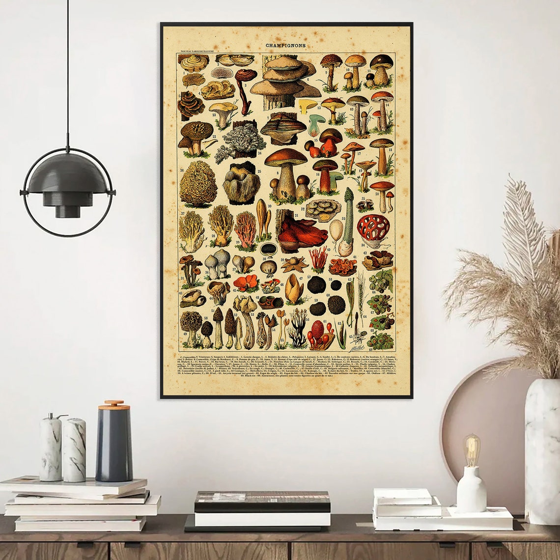Champignons Vintage French Mushroom Botanical Illustration Poster - Image 4