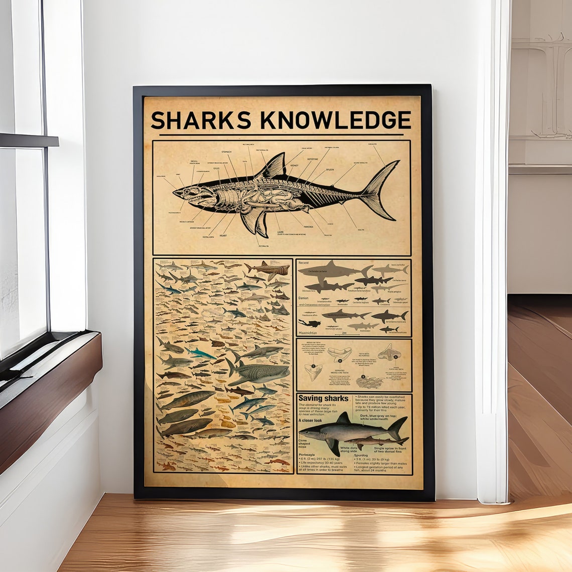 Sharks Knowledge Vintage Shark Anatomy Illustrated Species Poster