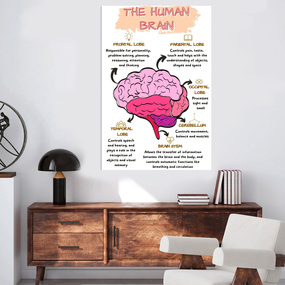 The Human Brain Lobes Functions Colorful Educational Anatomy Poster - Image 3