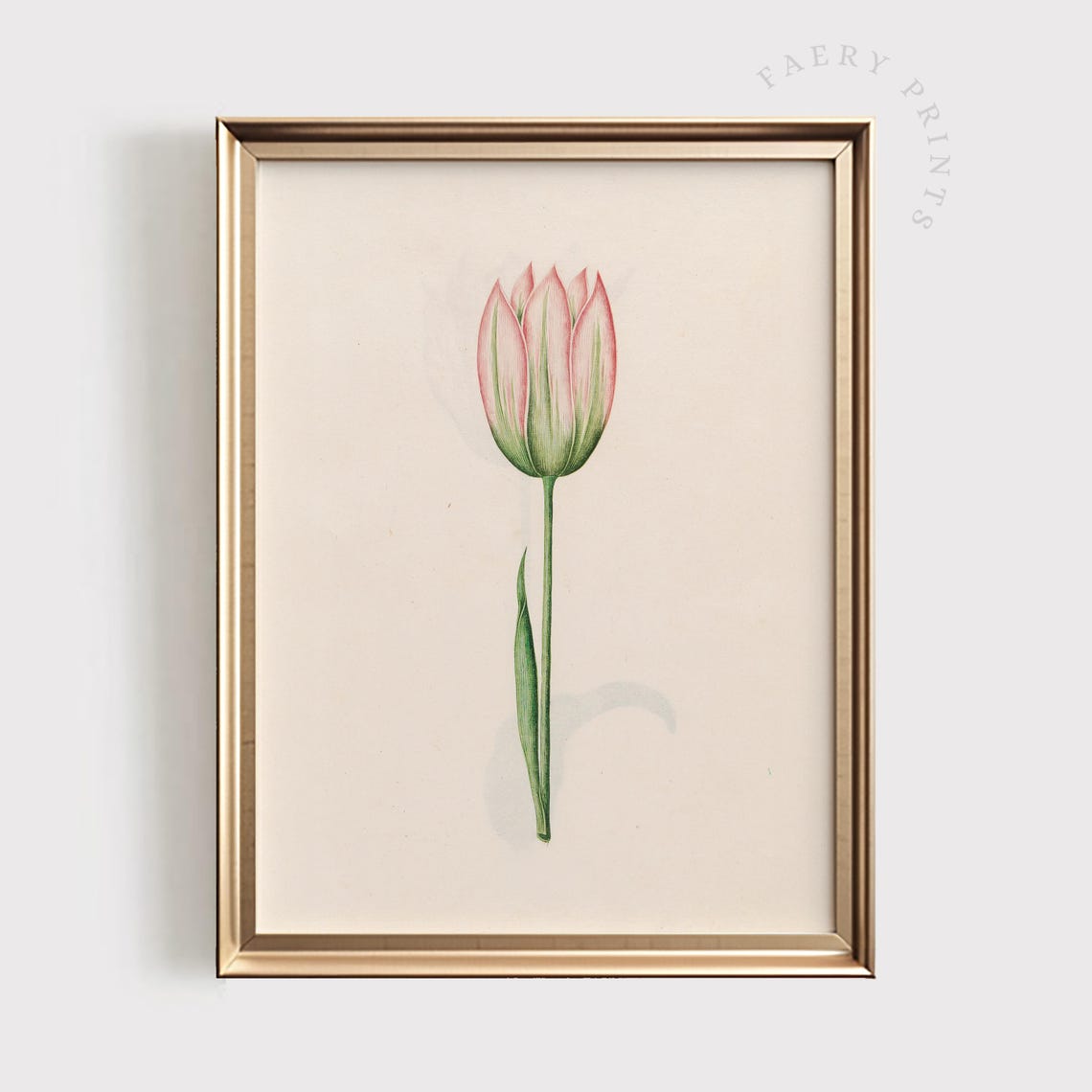 Pink Tulip Vintage Botanical Illustration Single Stem Art Poster